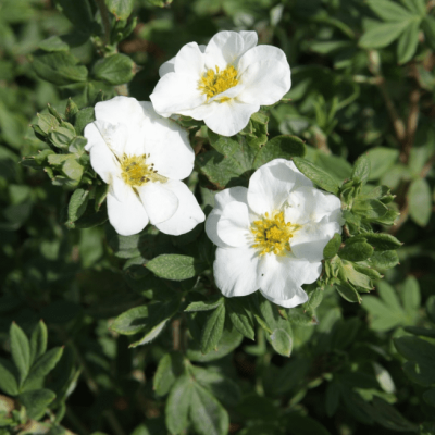 Лапчатка кустарниковая Медик Уилл Маунт Лапчатка кустарниковая Медик Уилл Маунт фото