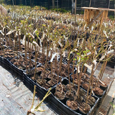 Роза Штамбовая Оранж Мейлав Роза Штамбовая Оранж Мейлав - Dolina-Sad.Ru