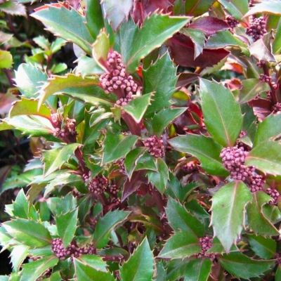 Падуб Мезерва Хекенстар Падуб Мезерва Хекенстар - Dolina-Sad.Ru