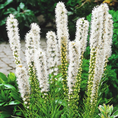 Лиатрис колосковый Флористан Уайт фото