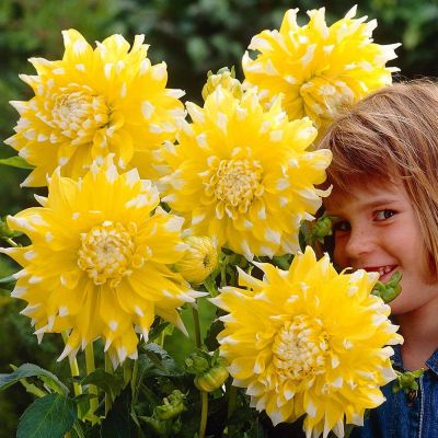 Георгина Гранд При (Гиганты) фото