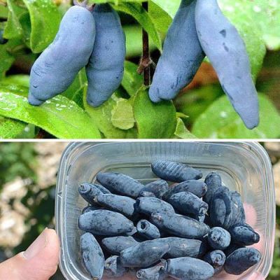 Жимолость Восторг (саженец 2 года) Жимолость Восторг (саженец 2 года) - Dolina-Sad.Ru