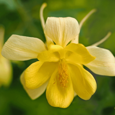 Аквилегия Спринг Мэджик Еллоу , P9 Аквилегия Спринг Мэджик Еллоу , P9 фото