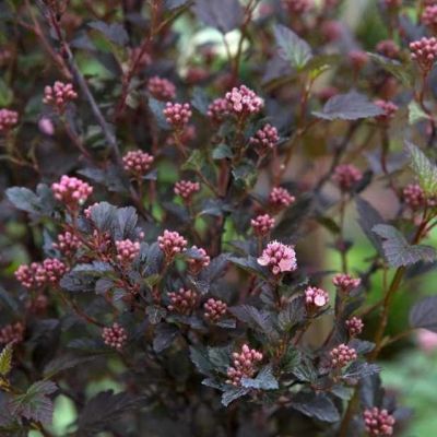 Пузыреплодник Литл Девил Пузыреплодник Литл Девил фото