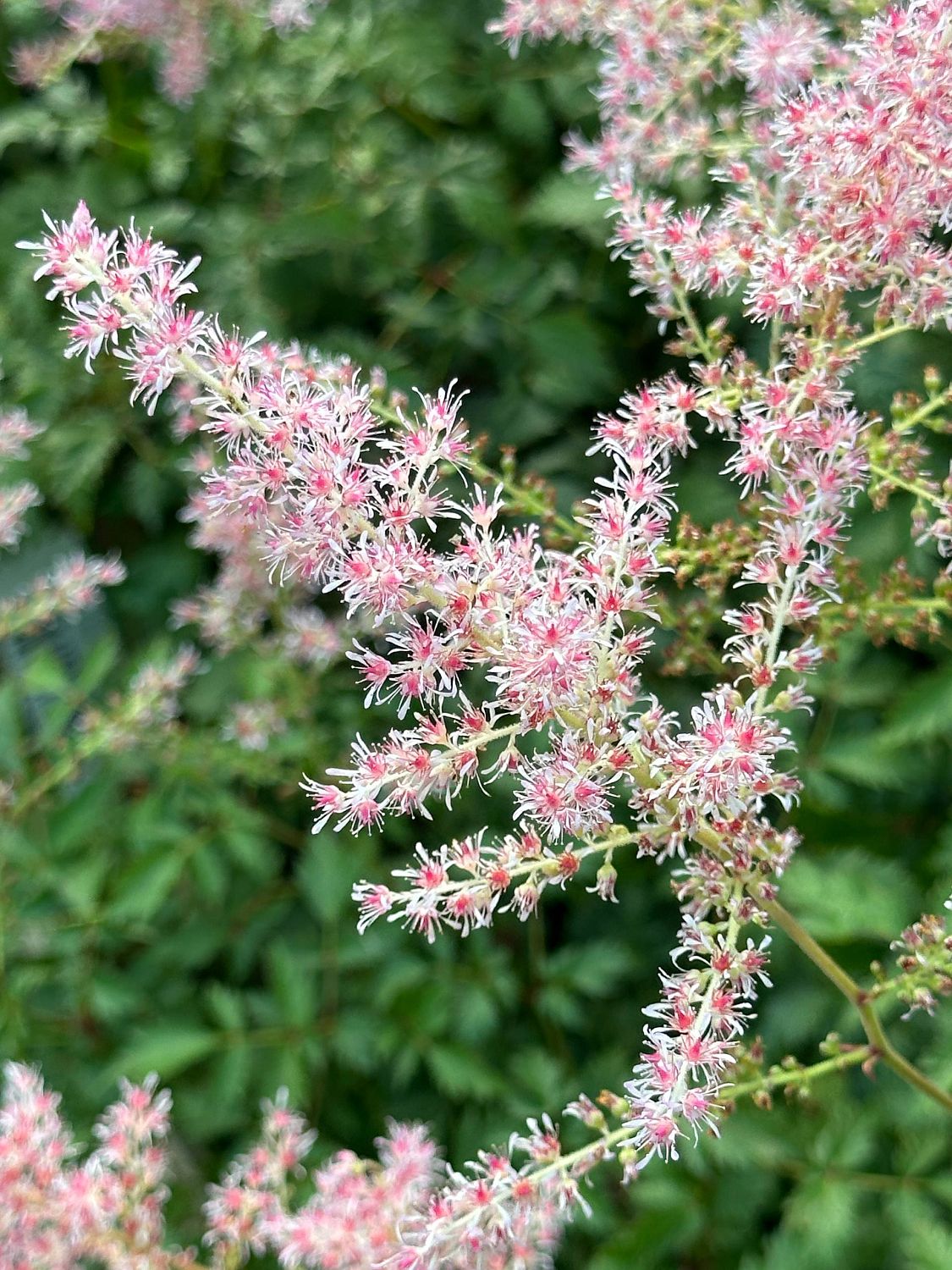 Астильба простолистная Хенни Графланд Астильба простолистная Хенни Графланд фото