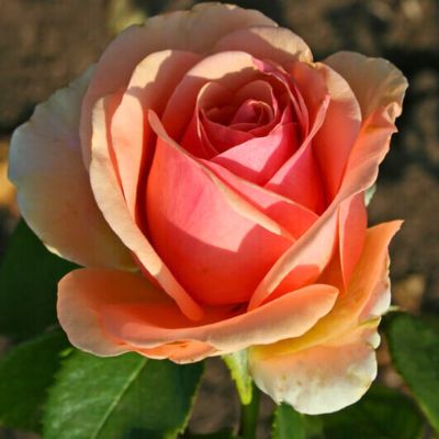 Роза Кинг Конг Роза Кинг Конг - Dolina-Sad.Ru