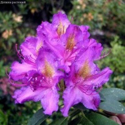 Рододендрон Либретто Рододендрон Либретто фото