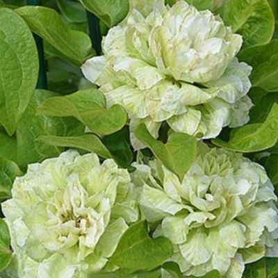 Клематис Кохана Клематис Кохана - Dolina-Sad.Ru