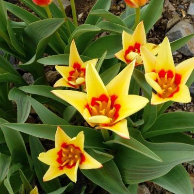 Тюльпан Корона Тюльпан Корона фото