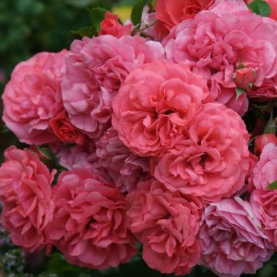 Роза Эксцельза Роза Эксцельза - Dolina-Sad.Ru