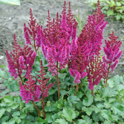 Астильба Перпл Рэйн Астильба Перпл Рэйн фото