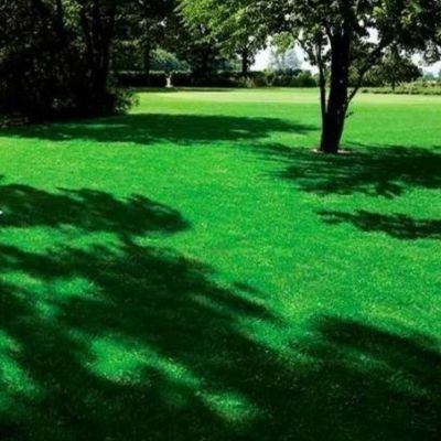 Газонная трава Смесь для теневого участка SHADOW, 1 кг Газонная трава Смесь для теневого участка SHADOW, 1 кг - Dolina-Sad.Ru