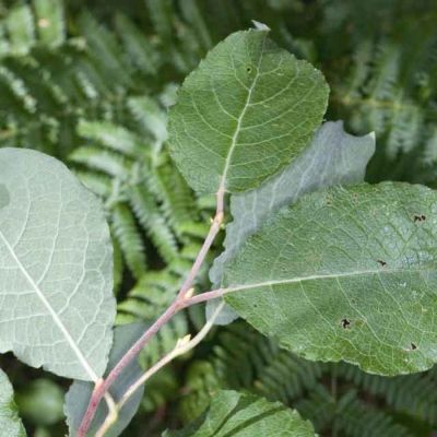 Ива козья, С3 - Dolina-Sad.Ru