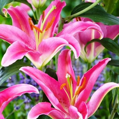 Лилия Маунт Кук 2 шт Лилия Маунт Кук 2 шт фото