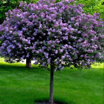 Сирень на штамбе Сенсация фото