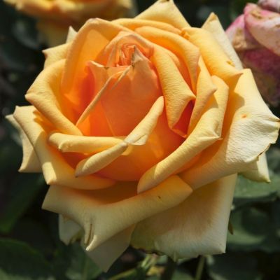 Роза Азафран Роза Азафран - Dolina-Sad.Ru