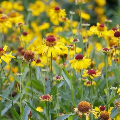 Гелениум Везерголд - Dolina-Sad.Ru