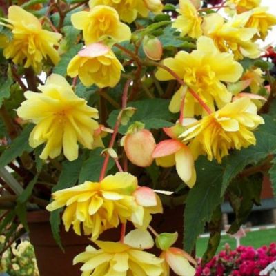 Бегония Беллекония Цитрус Бегония Беллекония Цитрус - Dolina-Sad.Ru