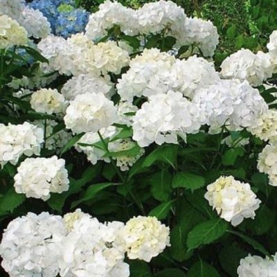 Гортензия крупнолистная Фест Уайт Гортензия крупнолистная Фест Уайт - Dolina-Sad.Ru