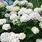 Гортензия крупнолистная Фест Уайт Гортензия крупнолистная Фест Уайт - Dolina-Sad.Ru