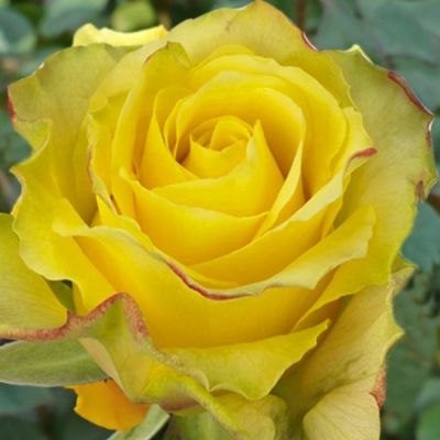 Роза Дежавю Роза Дежавю - Dolina-Sad.Ru