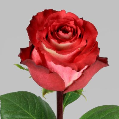 Роза Гиннесс Роза Гиннесс - Dolina-Sad.Ru