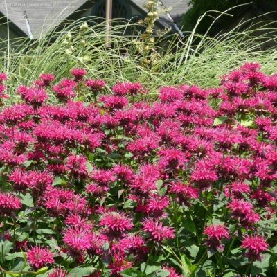 Монарда Разберри Вайн - Dolina-Sad.Ru