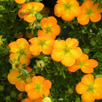 Лапчатка кустарниковая Белла Эппл фото