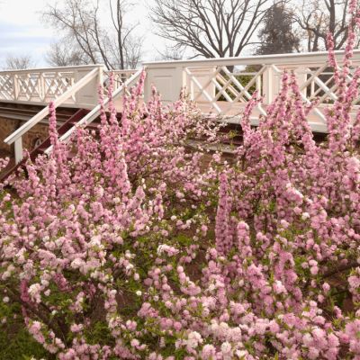 Сакура Розеа Плена Сакура Розеа Плена - Dolina-Sad.Ru