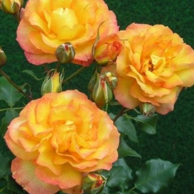 Роза Сахара Роза Сахара - Dolina-Sad.Ru