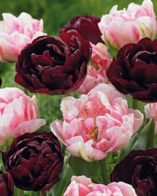 Набор 25 тюльпанов махровых фото