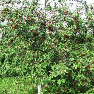 Черешня Ревна Черешня Ревна фото