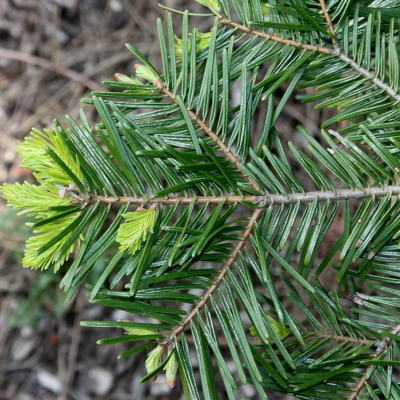 Пихта великая - Dolina-Sad.Ru