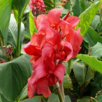 Канна Миссис Оклахома Канна Миссис Оклахома - Dolina-Sad.Ru