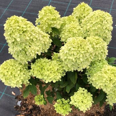 Гортензия метельчатая Литл Пассион, С3 Гортензия метельчатая Литл Пассион, С3 - Dolina-Sad.Ru