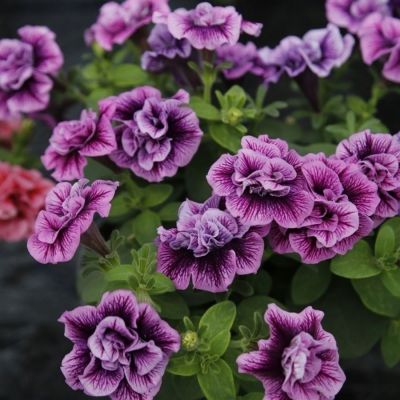 Петуния Свитсаншайн Компат Хот Пинк Вейнс - Dolina-Sad.Ru