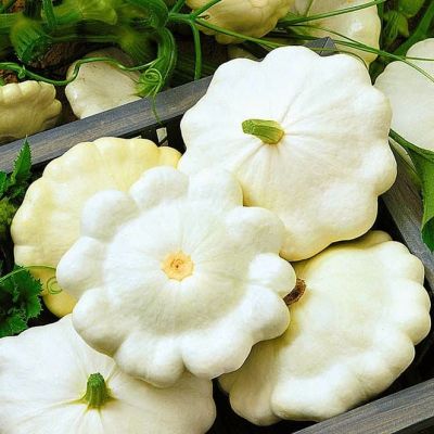 Патиссон Белый фото