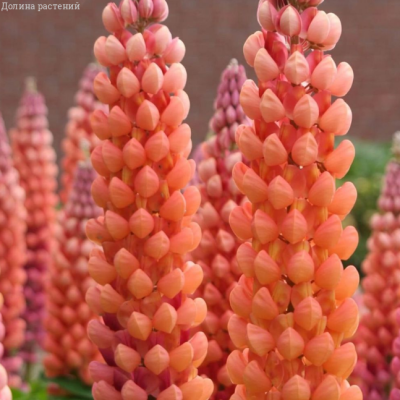 Люпин Салмон-Ред Люпин Салмон-Ред фото