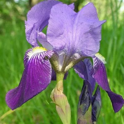 Ирис Блю Перл Ирис Блю Перл фото