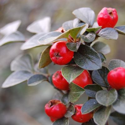 Кизильник Дильса, С3 - Dolina-Sad.Ru