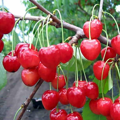 Черешня Ленинградская Розовая - Dolina-Sad.Ru