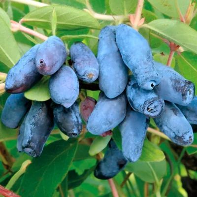 Жимолость съедобная Гордость Бакчара Жимолость съедобная Гордость Бакчара - Dolina-Sad.Ru