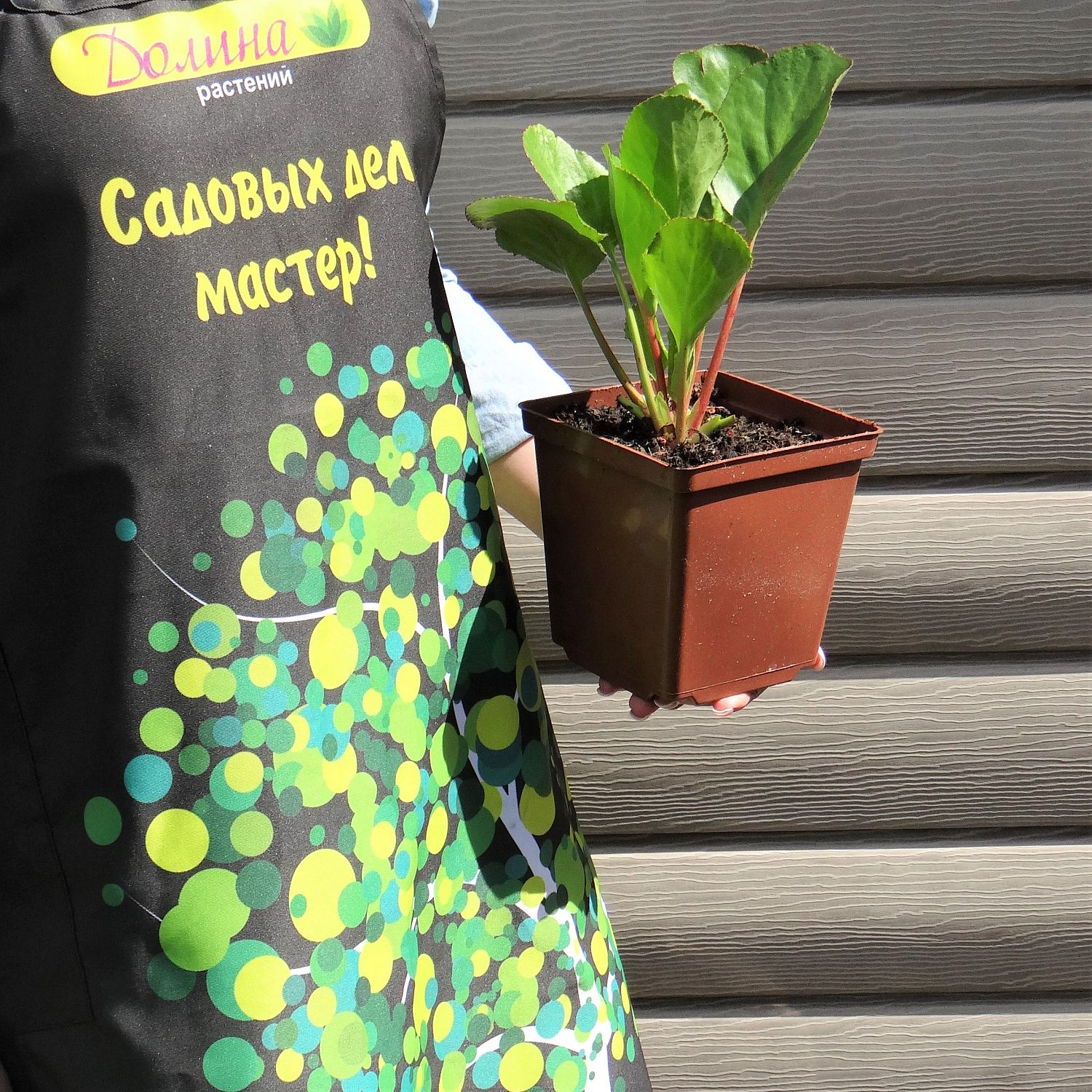 Бадан Хажкристалл Бадан Хажкристалл фото