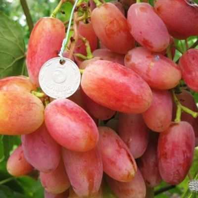 Виноград Легенда Аксая - Dolina-Sad.Ru