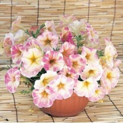 Петуния Дольче Рим F1 многоцветковая Петуния Дольче Рим F1 многоцветковая фото