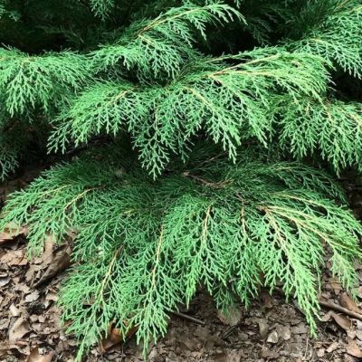 Микробиота перекрестнопарная Микробиота перекрестнопарная фото