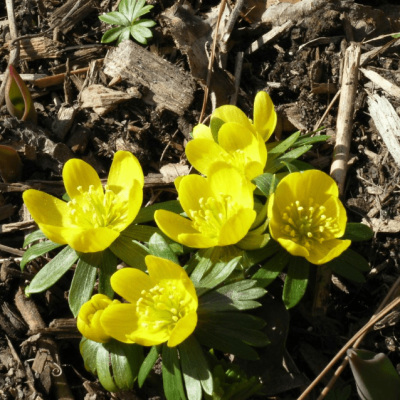 Эрантис зимующий Эрантис зимующий фото