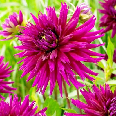 Георгина Амбишн Георгина Амбишн фото