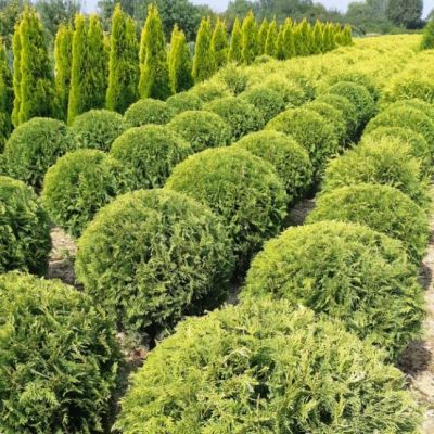 Туя Западная Голден Глобе, С2 Туя Западная Голден Глобе, С2 - Dolina-Sad.Ru