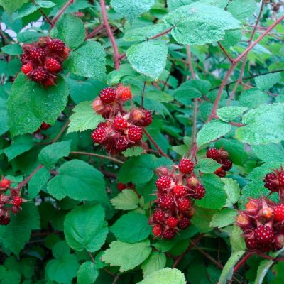 Малина пурпурноплодная Малина пурпурноплодная - Dolina-Sad.Ru